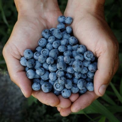 Propiedades del arándano y sus beneficios para la salud