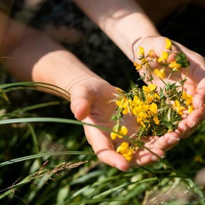 Árnica para la artrosis: el alivio tópico para el dolor articular crónico