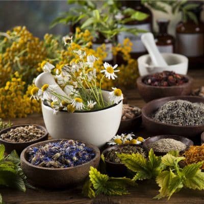 Gordolobo: propiedades medicinales y cómo usarlo correctamente