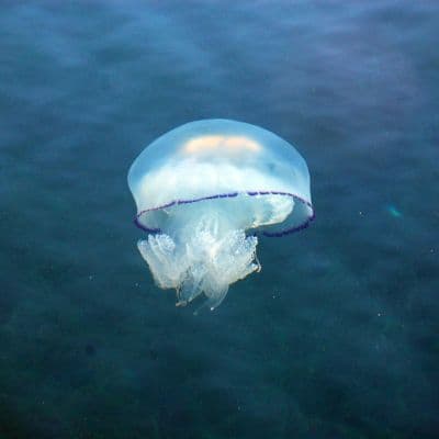 Crema solar anti-medusas: ¿Funciona? Te lo contamos todo