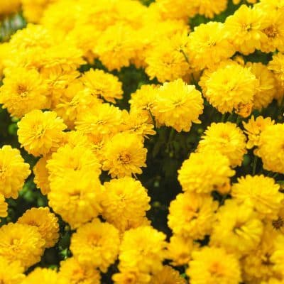 ¿Sientes que tu mente no rinde por el estrés? El poder de la Rhodiola Rosea