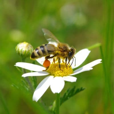Propiedades y curiosidades de la coreopsis
