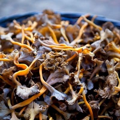 Cordyceps: qué es este hongo, beneficios demostrados y cómo tomarlo