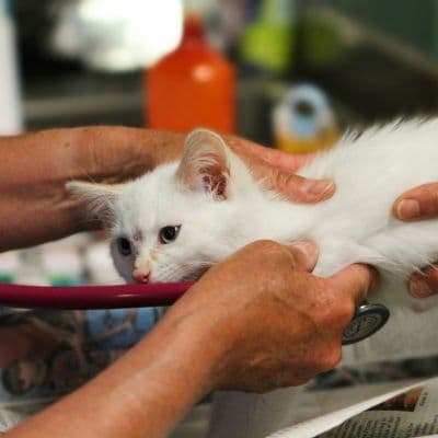 Brucelosis: guía completa sobre síntomas, contagio y tratamiento médico