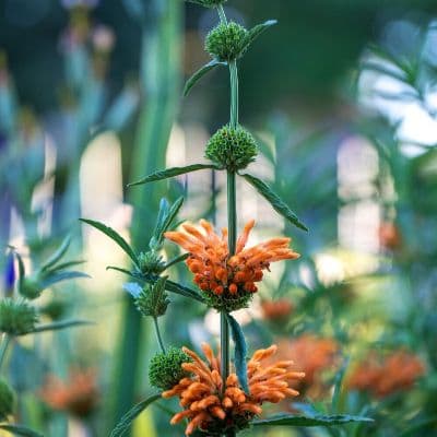 Cardo Borriquero (Onopordum Acanthium): Propiedades y Uso en Fitoterapia