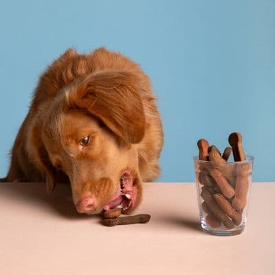 Tu perro cojea o le duele algo: NUNCA le des ibuprofeno. Te decimos por qué